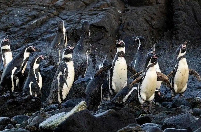 “140年以来最强厄尔尼诺”将至？权威预测：今年发生几成定局，但“超强”尚存变数