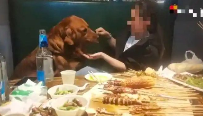 谁在为“一口狗粮”付出代价？——宠物进餐厅的法律真空、责任错配与行业自救